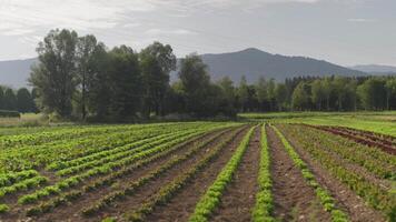 lechuga ensalada campo. orgánico al aire libre alimento. montañas en el espalda video