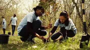 Activists joining forces in planting trees in the woods with commitment to nature conservation, nurturing its growth and preserving the seedlings. Dedicated group of environmentalists. Camera B. video