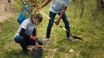 africano americano ecologico attivisti piantare piantine nel un' foresta ambiente, Lavorando insieme nel unità per conserva e proteggere il naturale habitat. in crescita alberi progetto. telecamera un. video