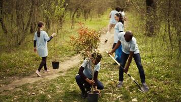 africano americano ecológico activistas plantando plántulas en un bosque ambiente, trabajando juntos en unidad a preservar y proteger el natural hábitat. creciente arboles proyecto. cámara b. video