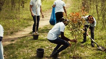 Team of volunteers planting trees in the forest by digging holes in the ground, giving life to the natural habitat and ecosystem. Activists doing voluntary work to save the planet. Camera B. video