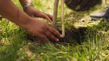 voluntários o preenchimento acima buracos depois de plantio árvores por aí a floresta, contribuindo para de Meio Ambiente proteção e restaurar natureza. ativistas social equipe crescendo sementes dentro a madeiras habitat. Câmera uma. video