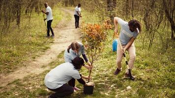 clima ativistas plantio Novo árvores dentro uma bosque ecossistema, escavação buracos e colocando mudas dentro a chão. voluntários trabalhando em preservando natureza e protegendo a ambiente. Câmera b. video