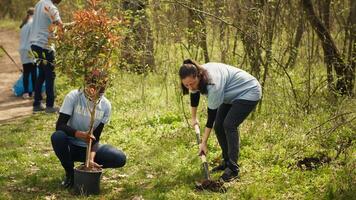 team av klimat förändra aktivister håller på med frivillig arbete till växt träd, skydda naturlig skog livsmiljö. plantering plantor för framtida generationer, ger liv och portion de jorden. kamera a. video