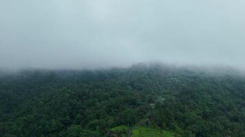 Aerial view of a foggy forest inside the clouds .wild nature jungle bali video