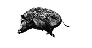 Stipple drawing of wild boar running. 2d Animation motion graphics. Seamless looping animation. video