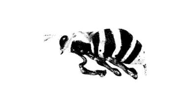 Stipple drawing of bee. 2d Animation motion graphics. Seamless looping animation. video