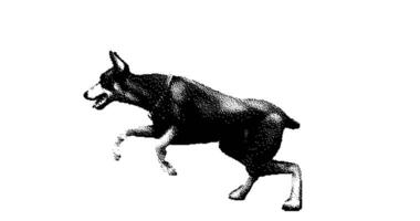 Stipple drawing of doberman pinscher dog running. 2d Animation motion graphics. Seamless looping animation. video