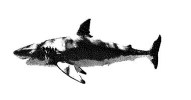 Stipple drawing of shark. 2d Animation motion graphics. Seamless looping animation. video