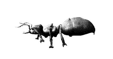 Stipple drawing of ant. 2d Animation motion graphics. Seamless looping animation. video