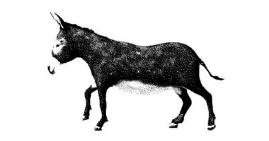 Stipple drawing of donkey running. 2d Animation motion graphics. Seamless looping animation. video