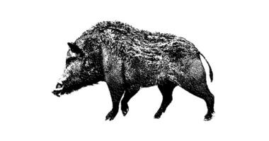Stipple drawing of wild boar walking. 2d Animation motion graphics. Seamless looping animation. video