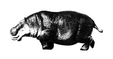 Stipple drawing of hippopotamus walking. 2d Animation motion graphics. Seamless looping animation. video