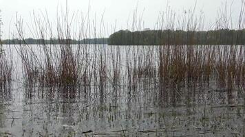 grand roseau herbe se déplace lentement dans le vent sur le rive de une lac. video