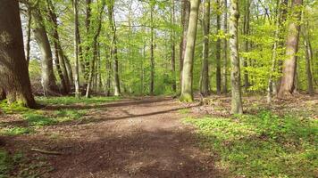 drone vue dans lent vol par une vert à feuilles caduques forêt avec beaucoup des arbres. video