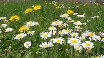 A green meadow with daisies and dandelion flowers in close-up in the sunshine. video