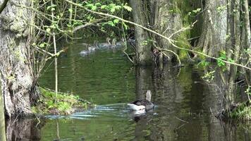uma família do gansos com pequeno filhotes natação em uma corpo do água com alguns árvores dentro isto. video