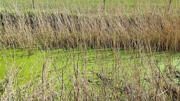 cana Relva movimentos dentro a vento Próximo para uma pequeno verde fluxo. video