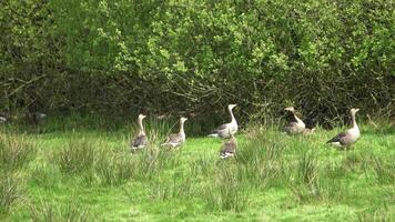 Many geese with many chicks on a green meadow in a wild jumble. video