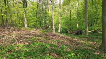 dar visie in langzaam vlucht door een groen bladverliezend Woud met veel bomen. video