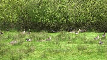 beaucoup oies avec beaucoup poussins sur une vert Prairie dans une sauvage fouillis. video