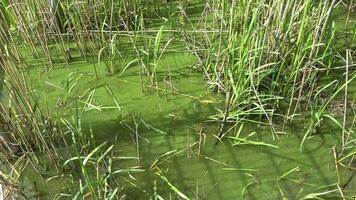 A green lake streaked with algae with lots of reeds at the edge. video