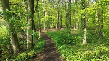 Drone view in slow flight through a green deciduous forest with many trees. video