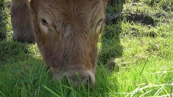 dichtbij omhoog van een koe begrazing Aan een groen weide. video