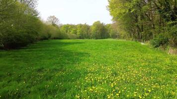 schleppend und niedrig Flug Über ein Grün Wiese mit viele Löwenzahn Blumen. video