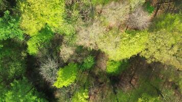 dar visie van bovenstaand van een groen bladverliezend Woud in voorjaar met veel verschillend bomen. video