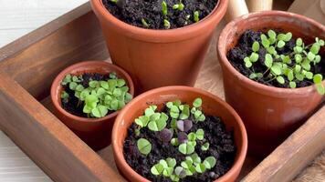 Pots with various vegetables seedlings. video