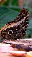 manchado marrón mariposa encaramado en árbol - cerca arriba, macro video