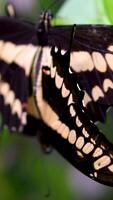 Beautiful footage of two orange butterflies mating in nature. Witness the magic of butterfly love and insect behavior in this stunning wildlife . video