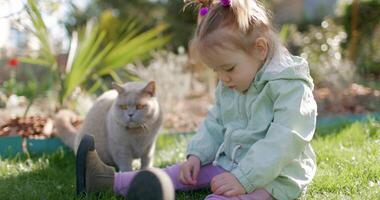 Kind Mädchen im Frühling Hinterhof Garten und Fütterung pelzig grau Katze video