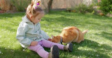 kind meisje met gember kat in voorjaar achtertuin tuin. schattig meisje voeden haar kat video