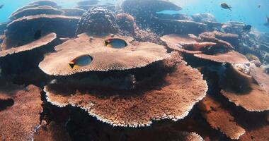 Living corals with tropical fish in blue ocean. Biggest hard corals, underwater landscape. video