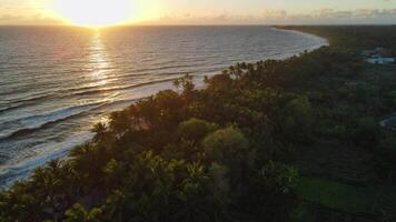 Ozean Küste mit Kokosnuss Palmen Bäume warm Sonnenaufgang oder Sonnenuntergang Töne und Ozean mit Wellen beim tropisch Insel video