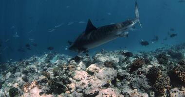 tigre squalo subacqueo nel blu oceano. immersione con tigre squali nel fuvahmalah video