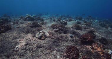 in profondità blu oceano con corallo scogliera. subacqueo lento movimento nel tropicale mare video