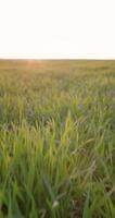 Walking on rural agricultural field with evening sunshine. Vertical view of grass on farmland video