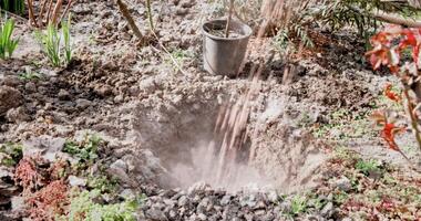 wachsend Pflanze im das Hinterhof Garten. Landschaftsbau vorbereiten Löcher zum Pflanzen Pflanzen im das Boden. video