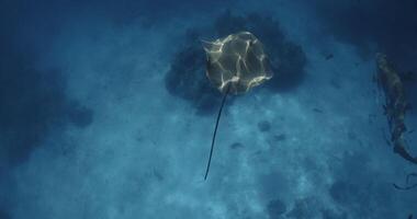 Stingray swimming underwater in French Polynesia or Maldives. Sting ray fish in tropical blue sea. Slow motion video