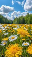 A field of yellow and white flowers with a blue sky in the background photo