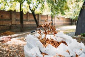 un rastrillo y saco de recogido otoño hojas en un hogar jardín. limpieza de otoño hojas foto