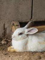 A white rabbit is laying on the ground in front of a brick wall. The rabbit is relaxed and comfortable in its environment photo