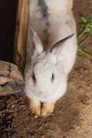 A white rabbit is standing on a dirt ground. The rabbit is looking at the camera photo