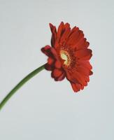 un de cerca de un rojo gerbera margarita foto