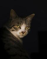 Mysterious Feline Gaze photo