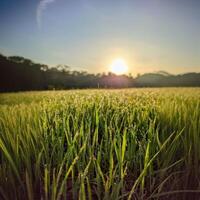 Sunrise Over a Dewy Field photo