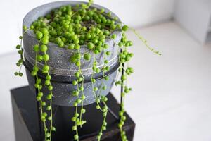 Long lashes of succulent Senecio rowleyanus in a concrete pot hang with round turtle leaves. Senecio rowley close-up in the interior on a white background, an ornamental plant photo